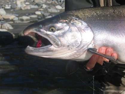 Silver Coho Silver Coho