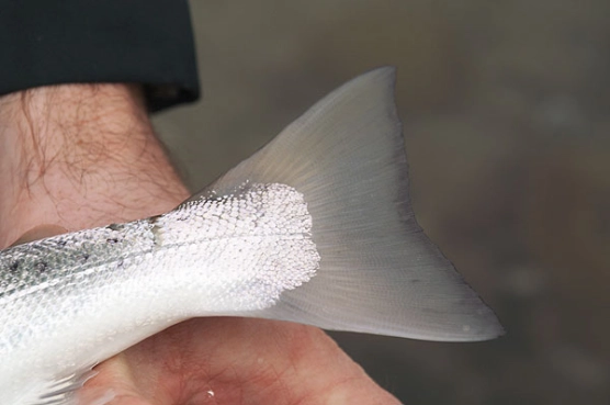 January fish - image January fish - image