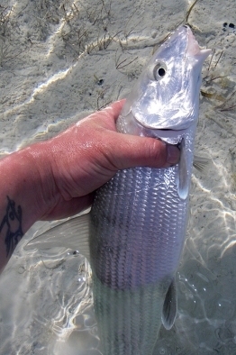 A medium size bonefish