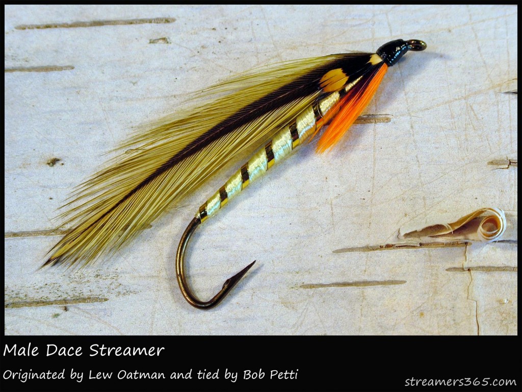 #33 Male Dace Streamer - Bob Petti