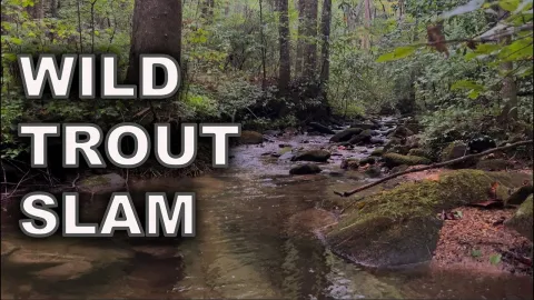 Video thumb for North Georgia Wild Trout Slam