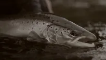 Video thumb for Salmon weekend 2014