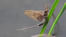 Video thumb for Flyfishing for dry sipping trout