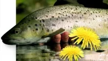 Video thumb for Moods of the Meadow