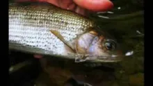 Video thumb for Igor and Grayling