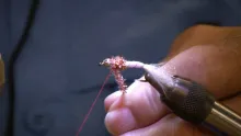 Video thumb for Chili Demon Fly