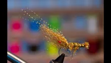 Video thumb for Starburst Brown Shrimp