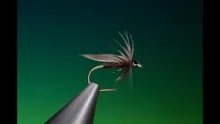 Video thumb for Black Gnat