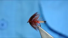 Video thumb for Fiery Brown Bumble