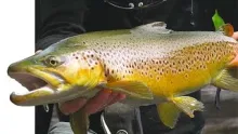 Video thumb for The Tributary - Main stream to side stream