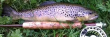 User submitted picture: Brown trout