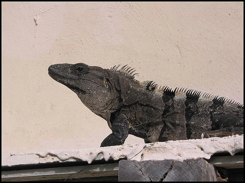 House guest - This guy and his wife lived under the roof of our beach house. One day we even had the wife indoors, running on the beams under the cieling. That and the crabs scouting the rooms at night were the worst incidents we had with the local fauna - quite harmless.