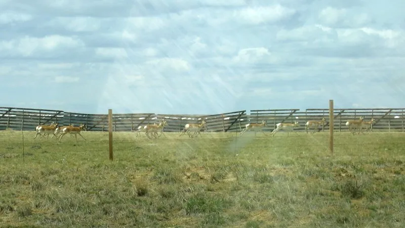 Pronghorn - A picture through the truck window going 80 mph! In Wyoming, you'll see more pronghorn than rabbits and people combined!