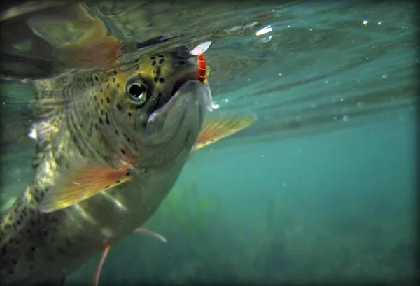User submitted picture: Underwater Rainbow